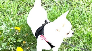 Orlando went for a walk in the green lake!  4 K - #Chihuahua #dog