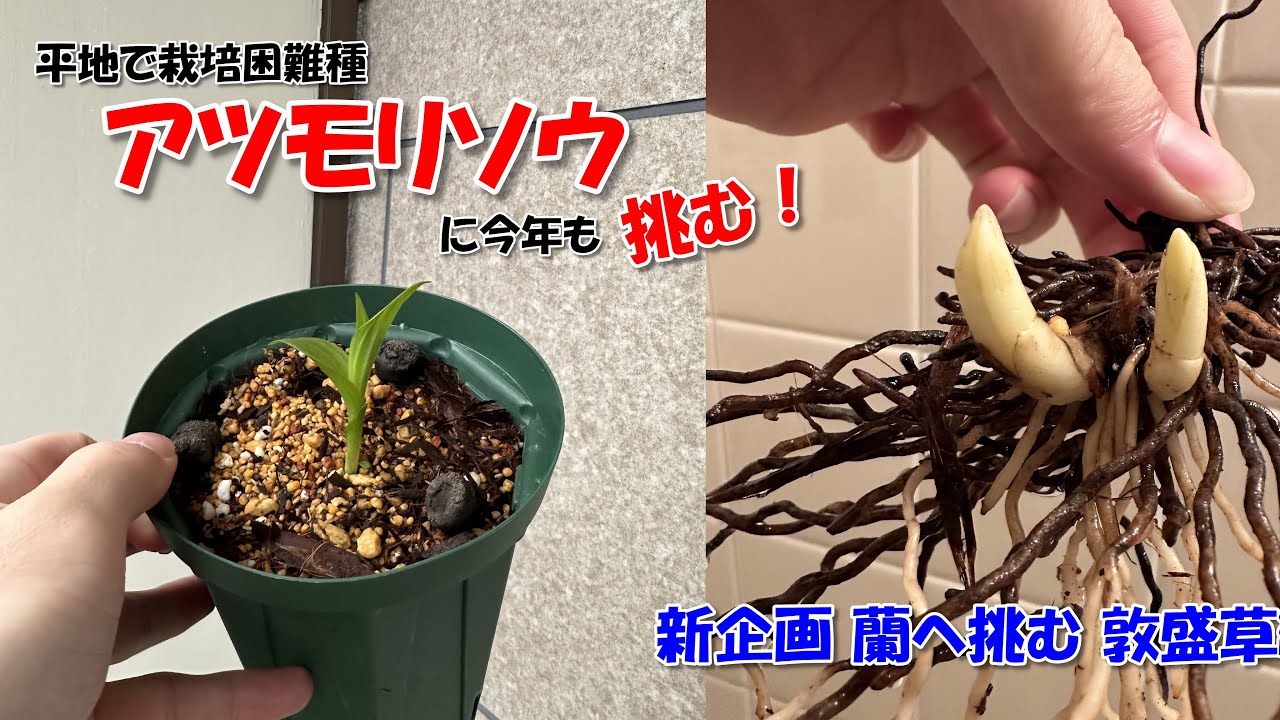 山野草　希少礼文　アツモリソウ　発泡箱培養土植え maxresdefault.jpg