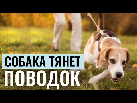 СОБАКА ТЯНЕТ ПОВОДОК? Эти 3 УПРАЖНЕНИЯ превратят питомца в идеального компаньона на прогулке!