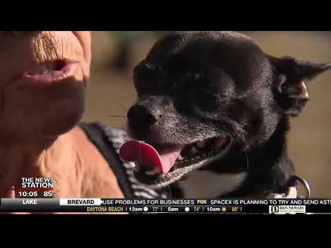 Fearless coyote snatches dog from woman lake county jobs