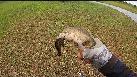 Câu cá lóc tự nhiên ở đập sông Ray +bàu Cạn trong thời mưa bão