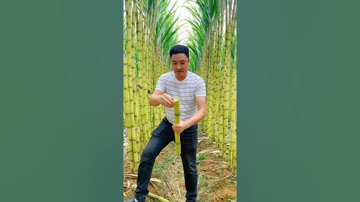 Let's Having A Good Feel Of The Sugarcane #satisfying #short - DayDayNews