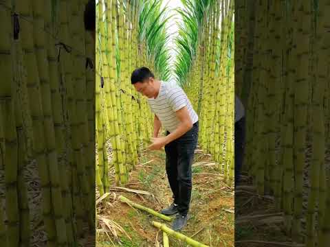 Video: Sugarcane For Cool Climates – Lær om lavtemperatur-sukkerrørvarianter