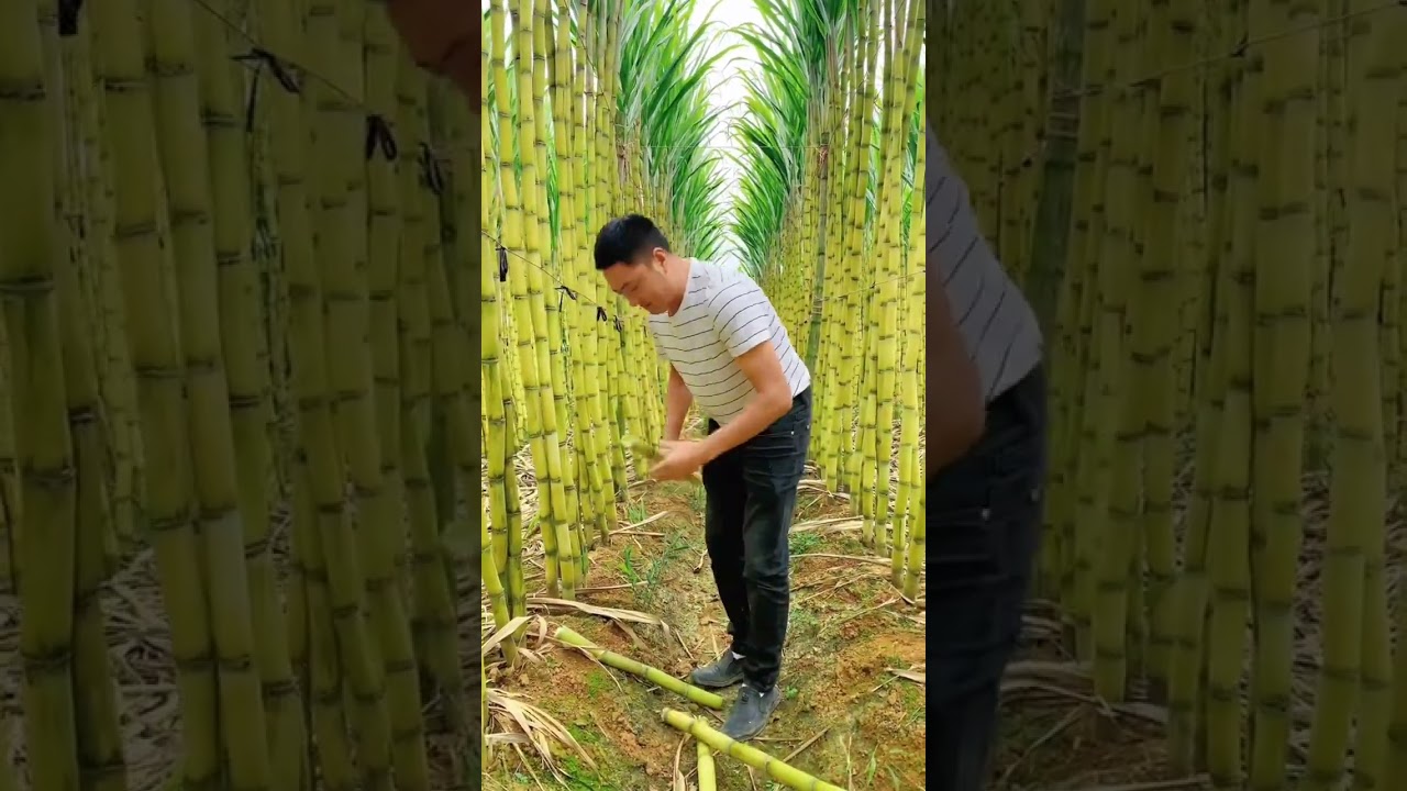 Assista a Let's Having A Good Feel Of The Sugarcane #satisfying #short no YouTube Assista a Let's Having A Good Feel Of The Sugarcane #satisfying #short no YouTube
