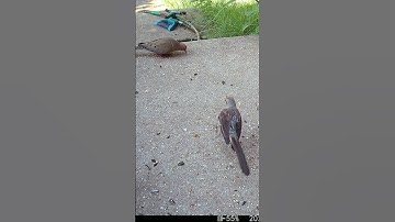 The Mockingbird Attacks The Dove #Shorts 🌻