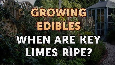 When Are Key Limes Ripe?