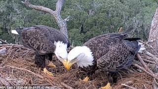 Gabby Returns! The Sassy Reunion We've Awaited | NEFL Bald Eagle Nest Gabby & Beau (8/25-8/29)