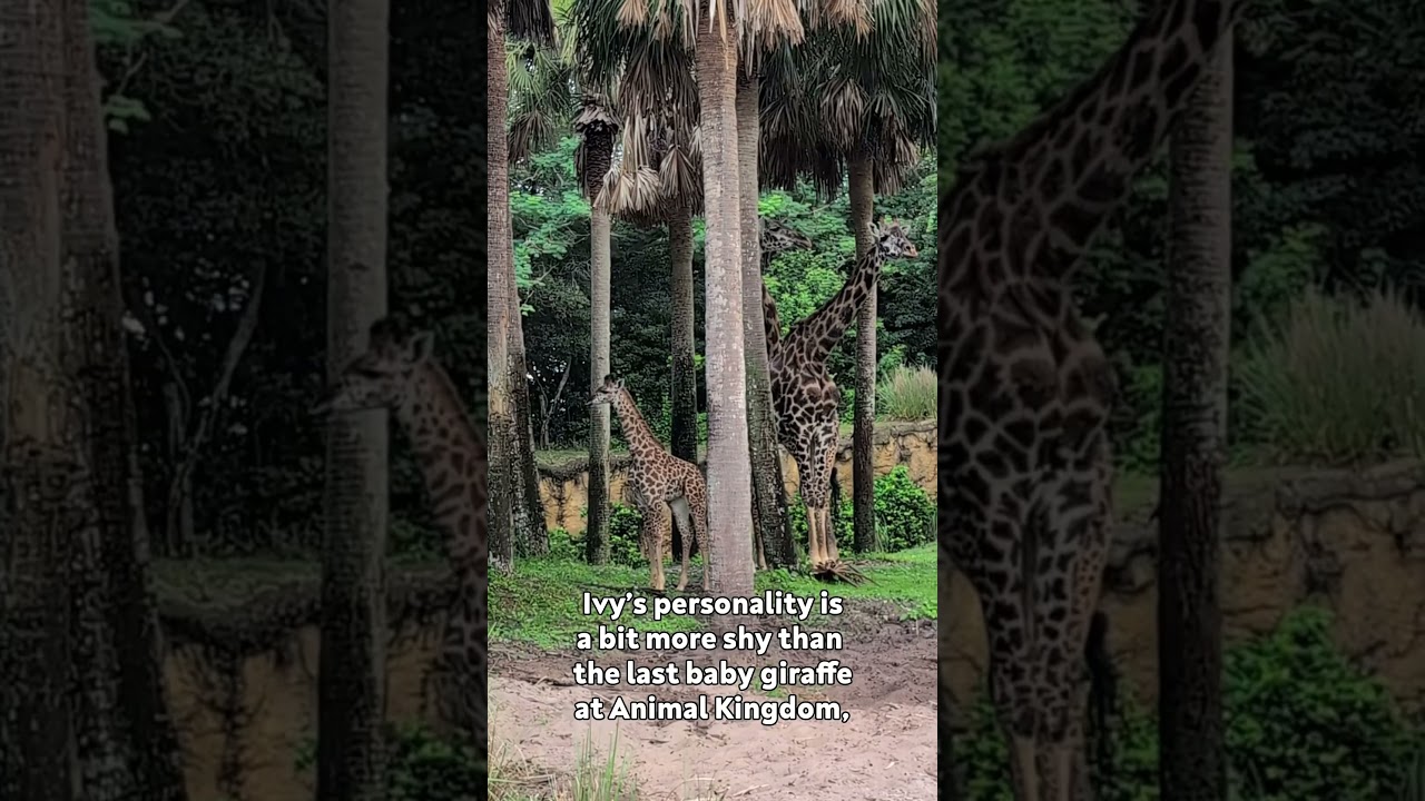 The CUTEST New Arrival at Animal Kingdom! 🦒 - YouTube