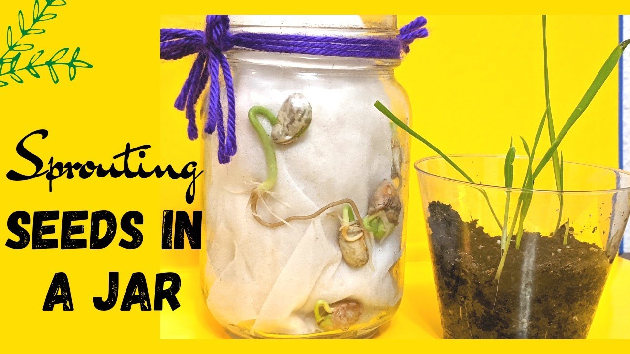 Seed in a jar experiment for kids how to set up scienceexperiment science YouTube