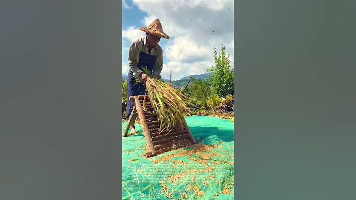 Awesome! Manual Rice Threshing—Hands-on Harvest Magic!