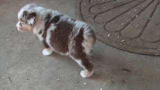 Australian Shepherd Puppies For Sale in Phoenix, AZ