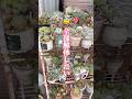 全部解体したい😇みんなの多肉ちゃんは大丈夫？ #多肉の寄せ植え #succulent #多肉