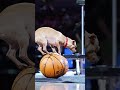 Indiana Fever Halftime Show | Scooby Shows Off Acrobat Skills on a Basketball | #shorts