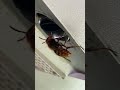 Giant Wasp And A Large Wolf Spider Giant Wasp And A Large Wolf Spider