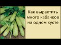 КАК ВЫРАСТИТЬ МНОГО КАБАЧКОВ НА ОДНОМ КУСТЕ