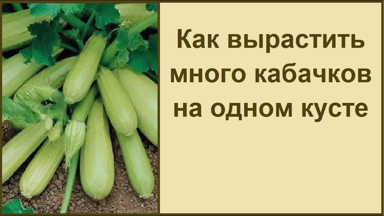 Кабачок Золотой: как получить обильный урожай