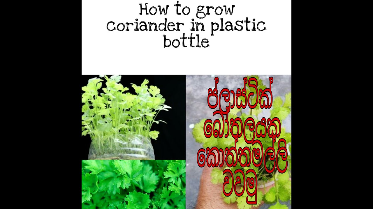 How to grow coriander seeds in plastic bottle /කොත්තමල්ලි ගෙදරම වවමු
