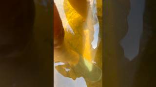 Baby Fish For My Feet Therapy From The River