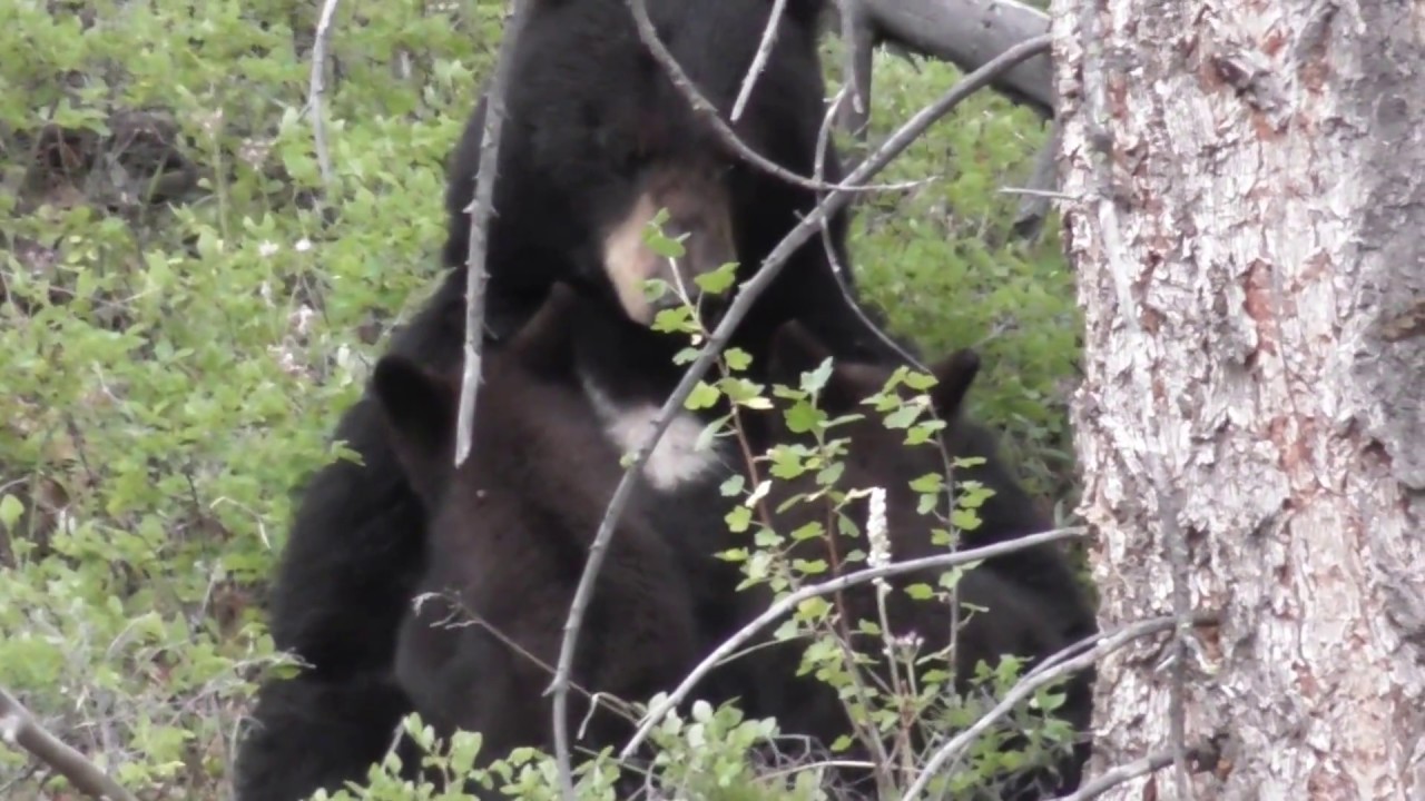 ultra marathon 2 bear cubs nursing on the lap of their mama