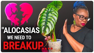 Don't Buy An Alocasia! Here's Why!