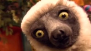 Zoboomafoo COMP 5 | La nuit - Grimper