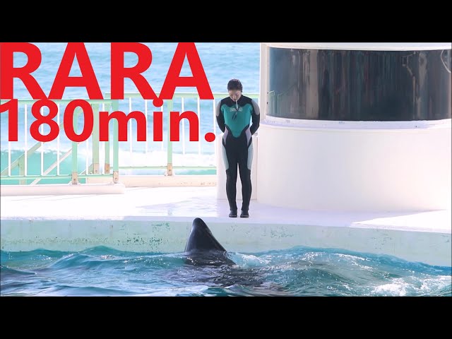 鴨川シーワールドのシャチのララと軽部トレーナーさん Orca Performance 鴨川シーワールドのシャチのララと軽部トレーナーさん Orca Performance