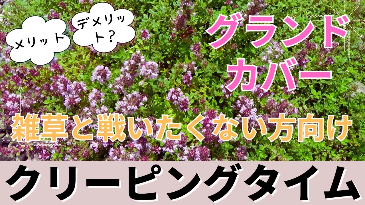 【ガーデニング】グランドカバーのメリット・デメリット/育て方/増やし方/害虫/水＆肥料【ロンギカウリス】【イブキジャコウソウ】【クリーピングタイム】