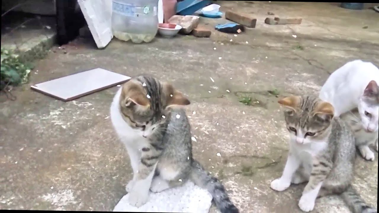 Salvataggio Cani - Angeli A 4 Zampe Odv - Foto 5