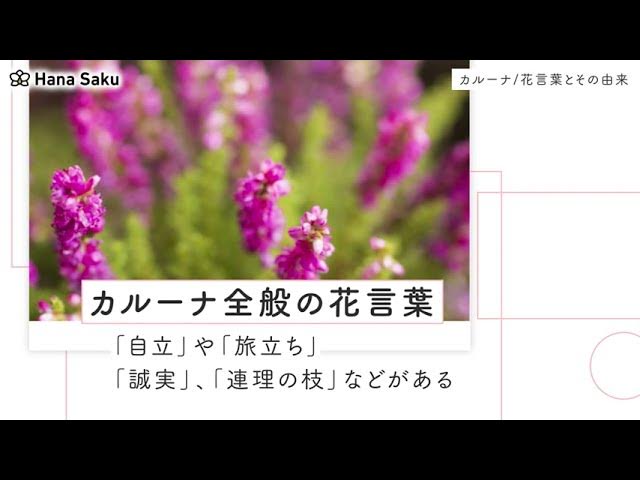 カルーナ 花言葉 Youtube
