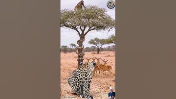 Macan tutul mengendap diam-diam‼️Bahaya Mengintai monyet ular piton & rusa#trending #shorts #animals