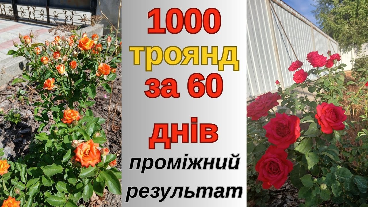 вирощування троянд черенками. проміжний результат.