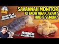 SAVANNAH MONITOR MONMON MUKBANG 10 EKOR ANAK AYAM?? | 10 CHICKS VS SAVANNAH MONITOR