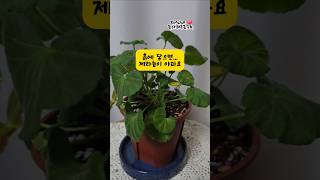 @희서니네 제라늄 잎이 흙에 닿으면 생기는 문제들#Shorts #베란다정원 #gardening #플랜테리어 #희서니네 #제라늄키우기 #여름식물관리