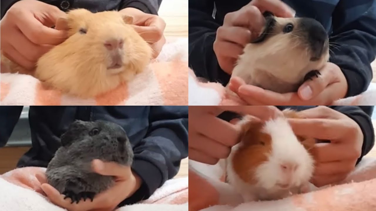 Jolly piggy massage hughug a guinea pig YouTube