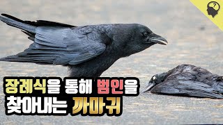 범인을 찾기 위해 치르는 '까마귀 장례식'의 진실