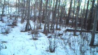 Whitetail Buck Chasing Does