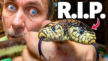 My Two Headed Snake Died.. (Ben & Jerry)