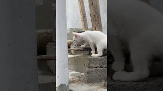 cat Ka Bacha Pala Kela #foryou #food