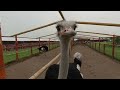 Insta360 Evo 180 - Ostrich poking my eyes