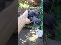 Ayam Cemani Magic 7 :)