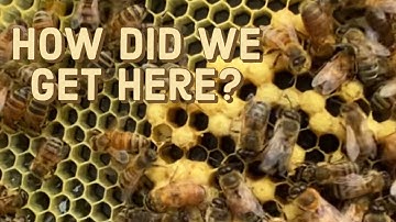 What A Drone Laying Queen Will Do To Your Hive