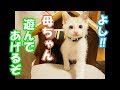 遊びに夢中な子猫　～豆大福14話目～