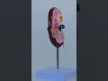 Chronic Kidney Disease: Why Feeling Weak Could Be a Warning Sign