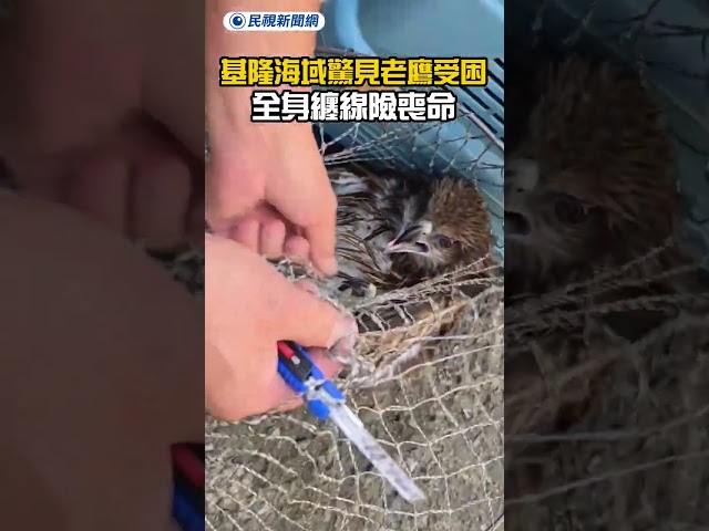 基隆海域驚見老鷹受困　全身纏線險喪命｜民視新聞｜