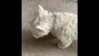 Dog with Rhinitis NOT Reverse Sneezing