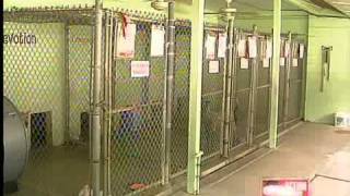 Humane Society gets stolen dogs back
