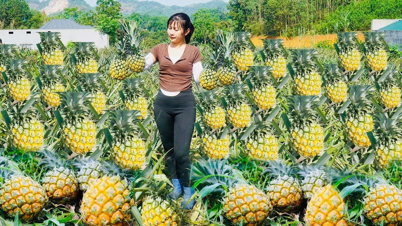 Harvesting Ripe Pineapple Garden to Sell at the Agricultural Market ...