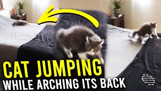 Cat Rushes to Bed, Lays on It Then Gets up Jumping From One Spot to Another While Arching Its Back