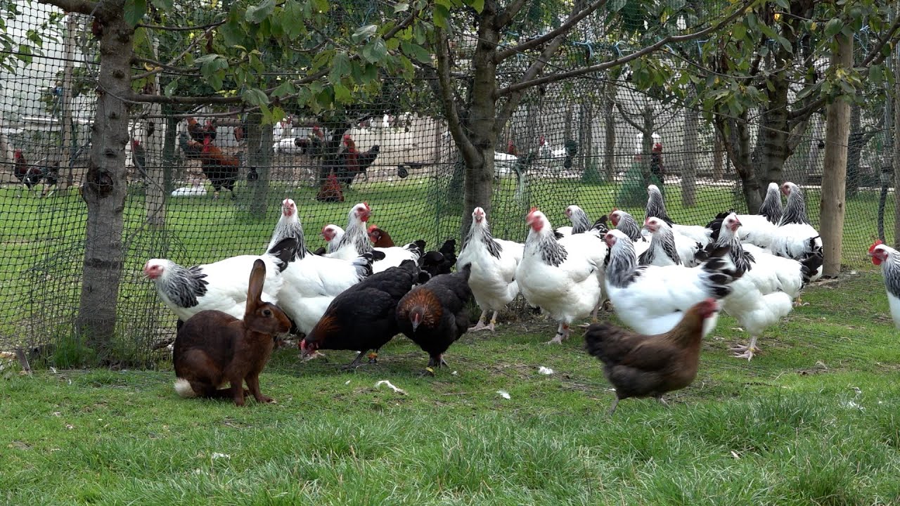 Portrait d'aviculteur - Gérard Enderlin