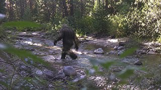 2026's Clearest Bigfoot Footage — All In One Long Video